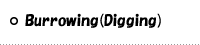 Burrowing(digging)